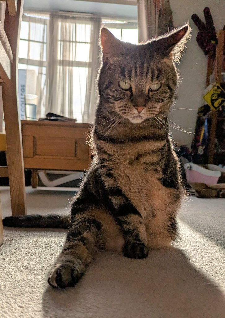 Sometimes I think I should teach yoga but that would be gimmick infringement 😹😹 #Caturday #GladdersYoga