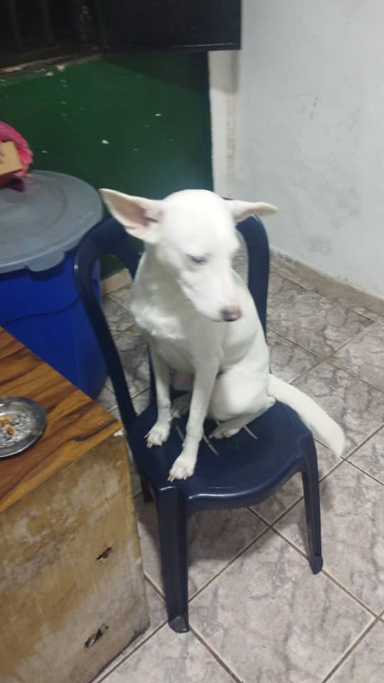 Difundo. Este perrito🐶 busca un hogar está vacunado y desparacitado tiene 2 añitos se encuentra en la pastora Caracas se llama Milow 0412-6725229