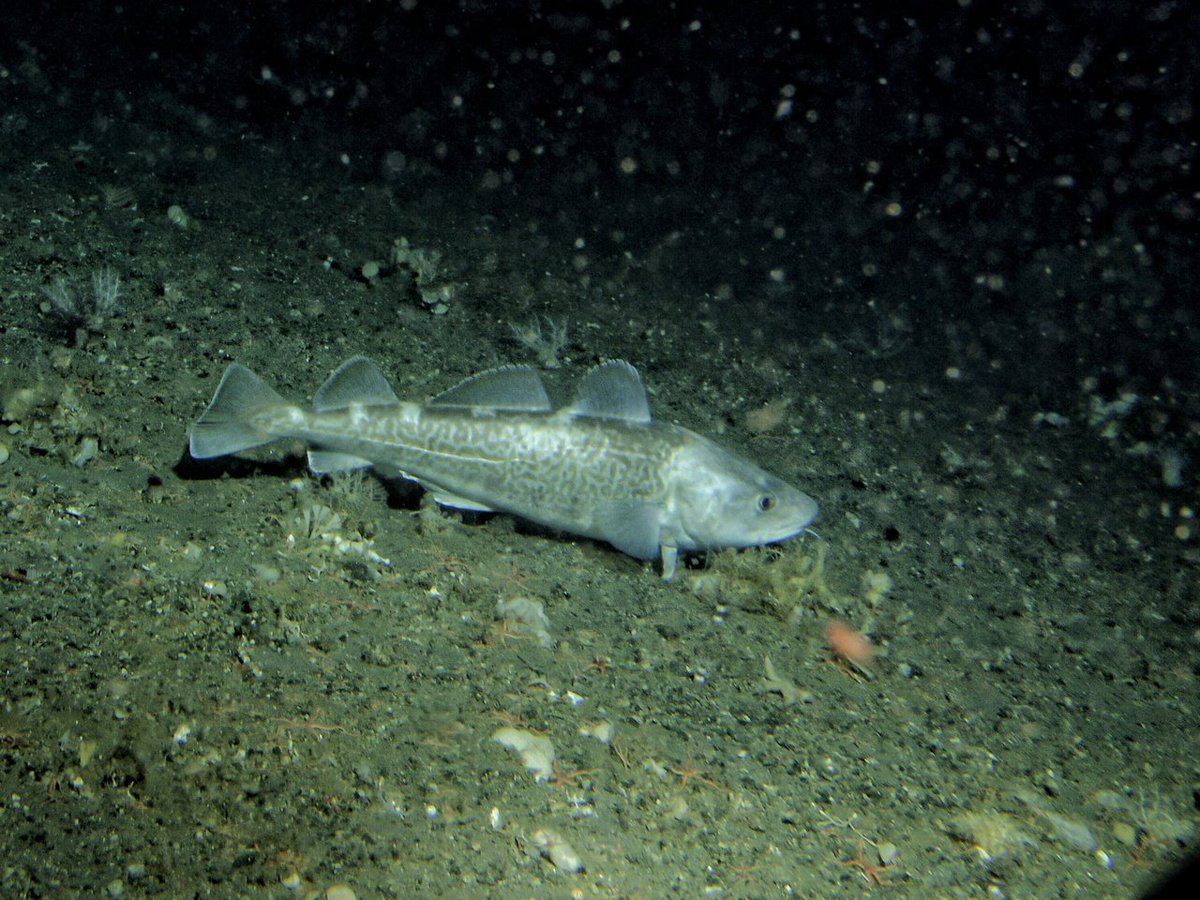 DeepSea_Daily's tweet photo. #Day368 Pacific Cod #DeepSea https://t.co/W1eEeNal7F