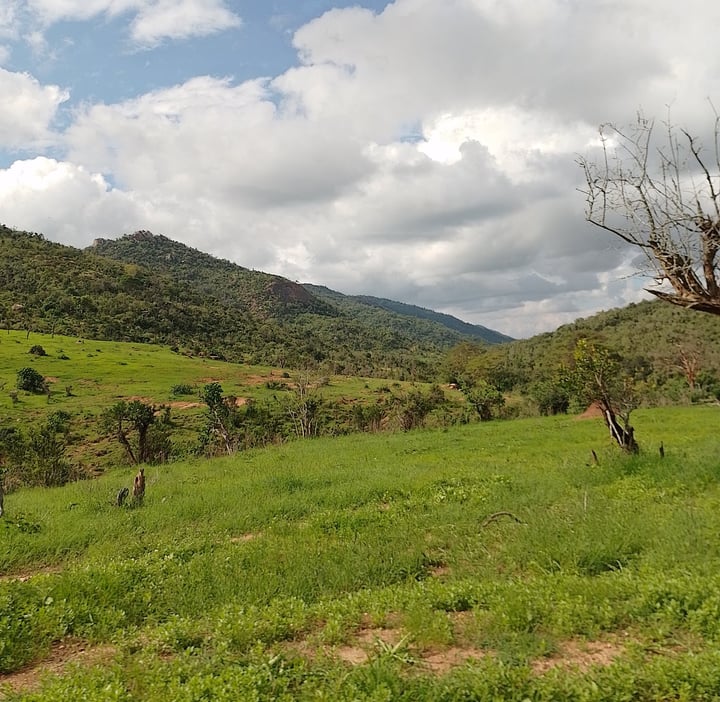 actnow_kenya's tweet photo. Each year, #Mukogodo Forest loses an estimated 383ha of tree cover—trend that directly undermines social, ecological &amp; economic fabric of communities that depend on it
https://t.co/5XpZCu1UJs
 #ActNowLandscape #yiaku

@actnow_kenya
#PEOPLEandNATURE

Via @UNBiodiversity @FAO @UNEP https://t.co/Ot4SaWNiTq