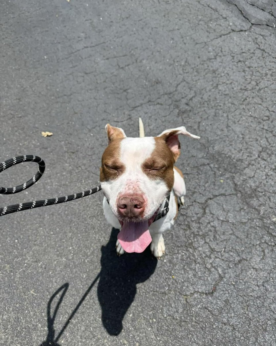 🎉 Chipper🎉 
#NYCACC #226263
was rescued by:
True Loving Companion Rescue 💕
 Thank u &amp; your #Foster💕

He's in great hands +we r so thrilled 4 him💞

We couldn't do it without all of you💖
#RTs #Pledges

Donations Welcome:
paypal.com/donate/?cmd=_s…