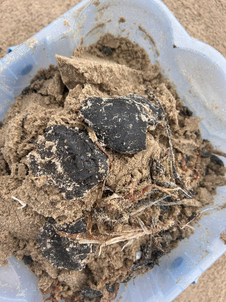 Meeli88's tweet photo. Thanks @bp_America for ruining our beaches 15 years later and we’re still seeing the nasty results of their negligence. @SouthPadreIsle has tar balls everywhere https://t.co/6FIGjYx59M