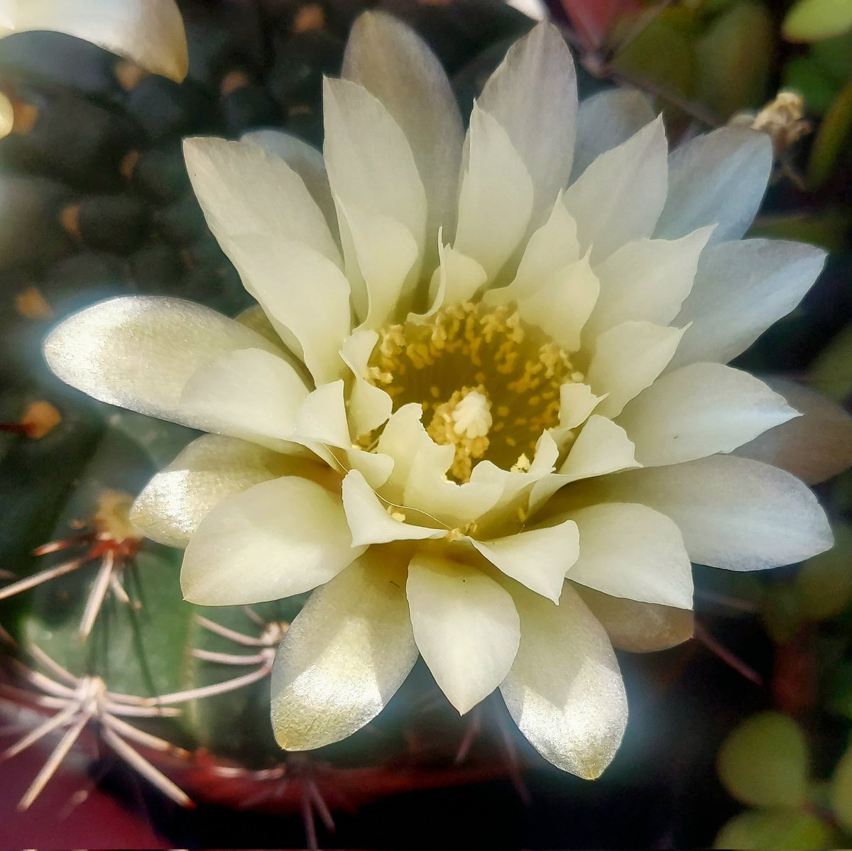 Maria Lea tweet media