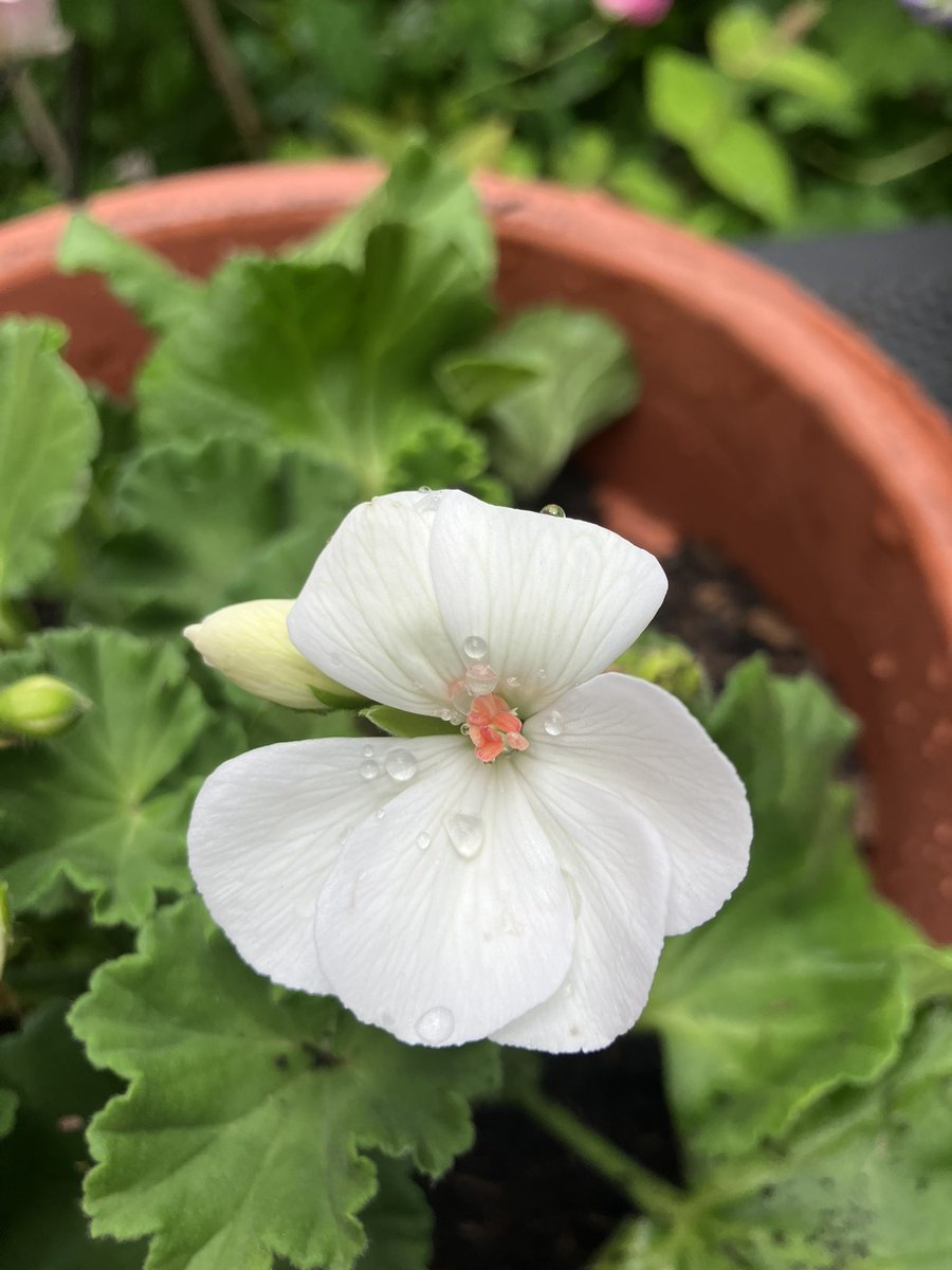 Maureen Boyle (@boylemo) on Twitter photo How beautiful are the coral stamens in the heart of this white geranium? 💚 How beautiful are the coral stamens in the heart of this white geranium? 💚