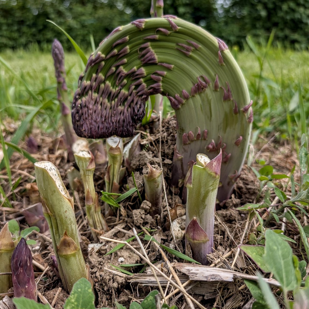 Have you ever seen asparagus that looks like this?