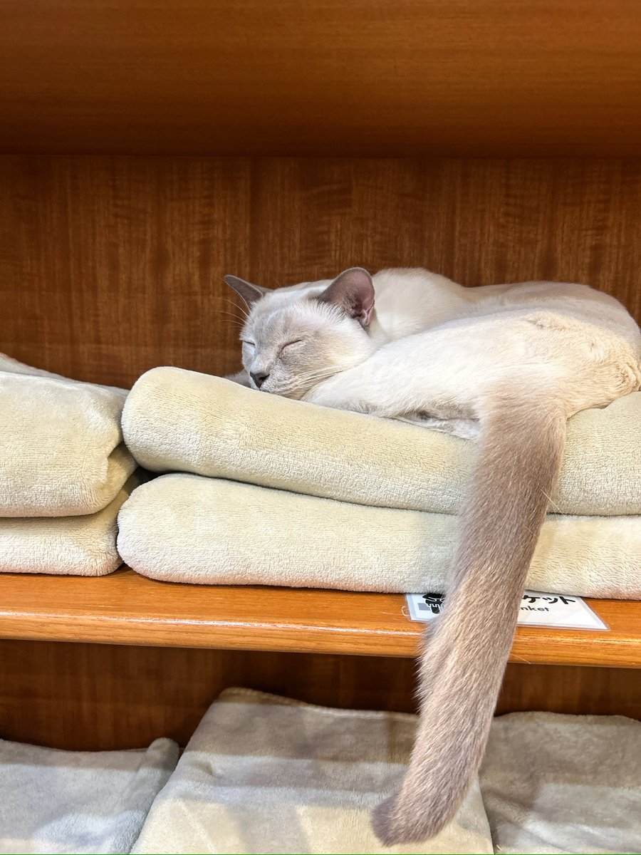 chu_neco_'s tweet photo. こんにちは！ちゅうねこです🐱🐾
更新があまりできておらずすみません😿
4月に新入生歓迎会、5月25日に新宿3丁目の空陸屋さんにて交流会をしました✨️
6月末にも交流会をする予定なので、中央大学の方も、他大の方も是非ご参加ください😻
交流会だけ参加して入会を検討するのでも大丈夫です！ https://t.co/JyaHBOq676