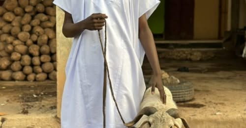 abati1990's tweet photo. Bauchi Man Donates Sallah Ram To Tinubu
https://t.co/jXVbet3EtH https://t.co/6SIOPns1pC