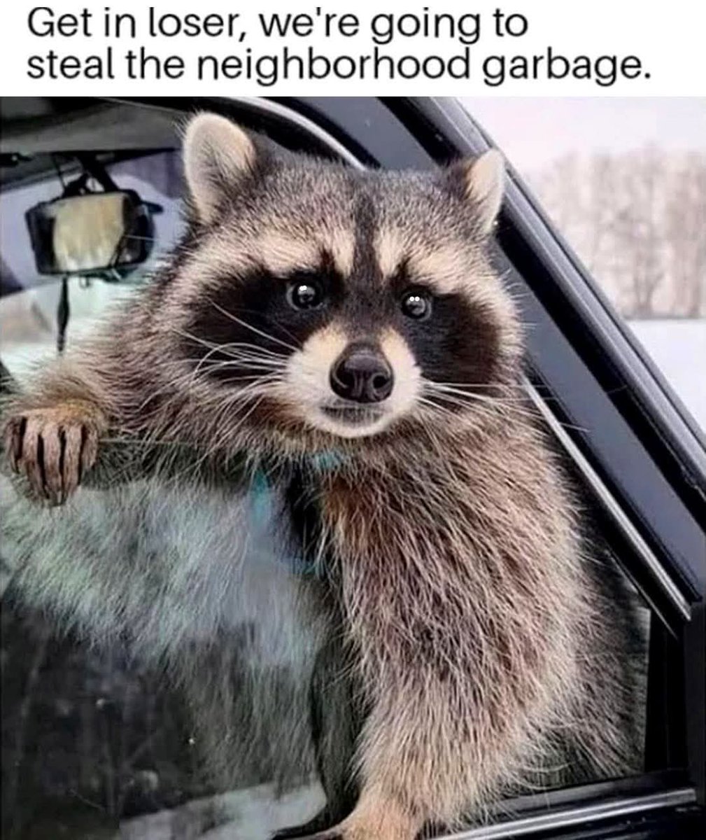 Sonic Racoon Cult - $SRCult tweet media