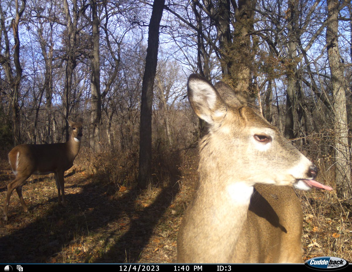 trailcam (@trail_cams) on Twitter photo 