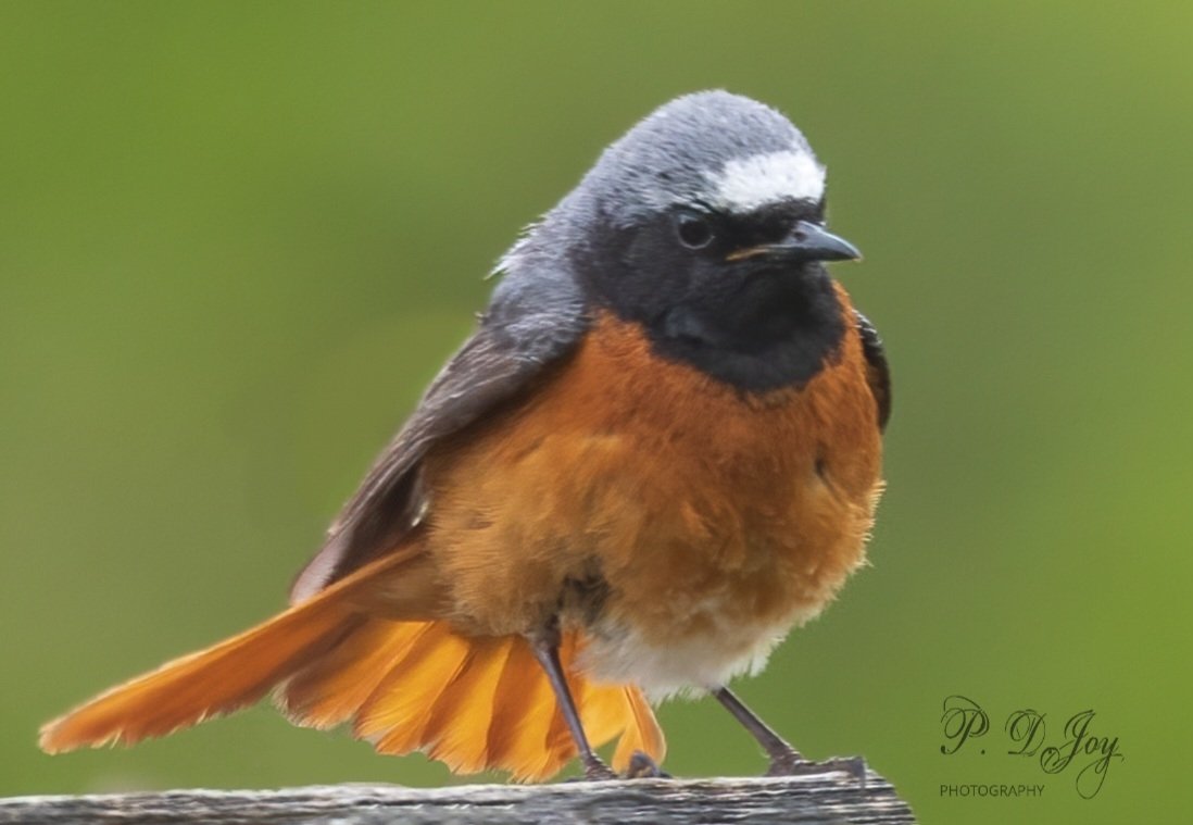 paul_joy46's tweet photo. @Natures_Voice One of my favourite photos this spring is this vibrant male Redstart https://t.co/KGIi2mPhbv