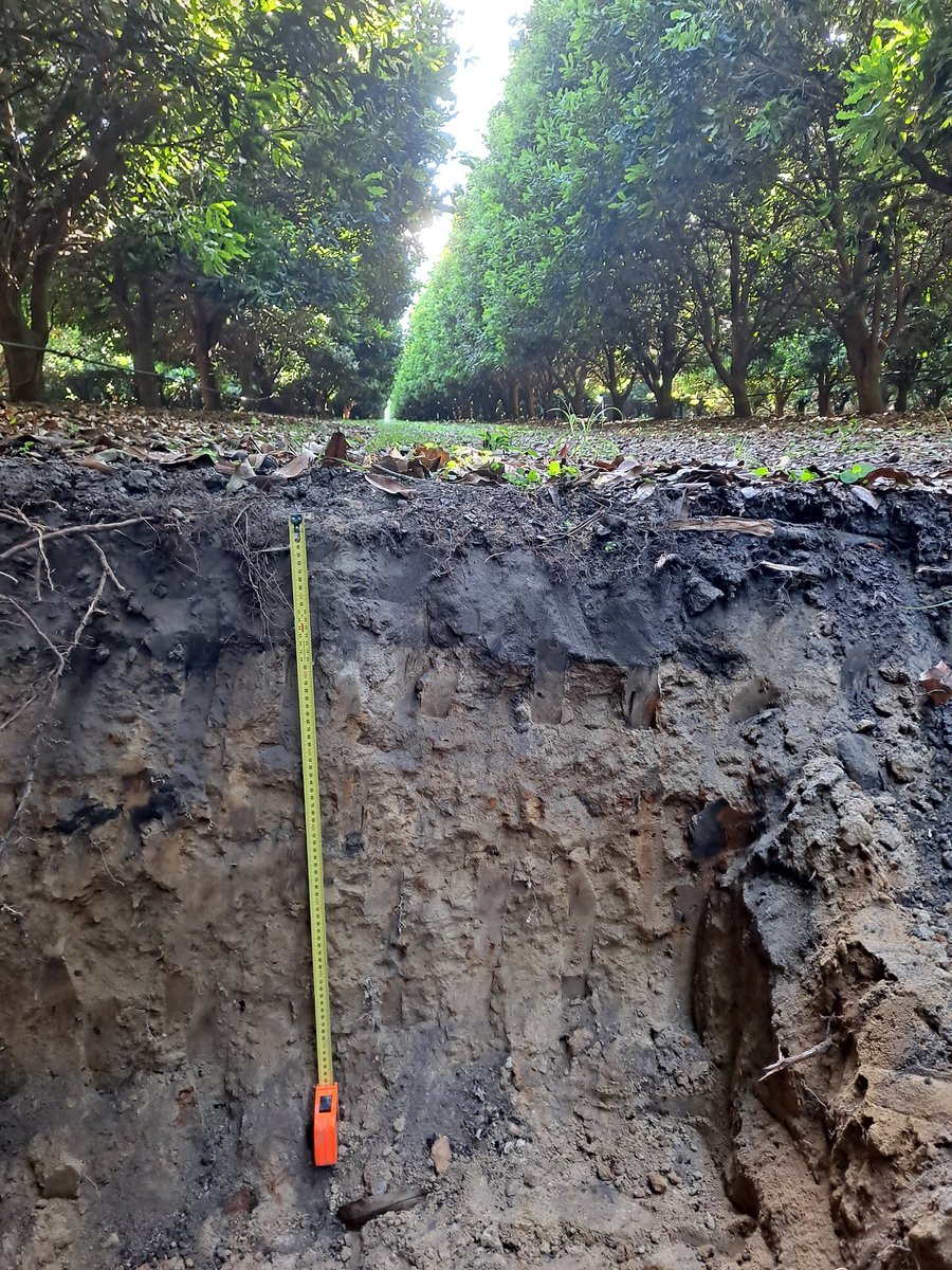HannahVCooper's tweet image. 💫 A productive and rewarding week at University of Adelaide.

🧑‍🏫 I gave a lecture to 3rd year students on soil organic amendments.

🌱 We held a Soil Matters team meeting, with presentations across a range of projects.

✈️ We also travelled to visit macadamia and cotton soils.