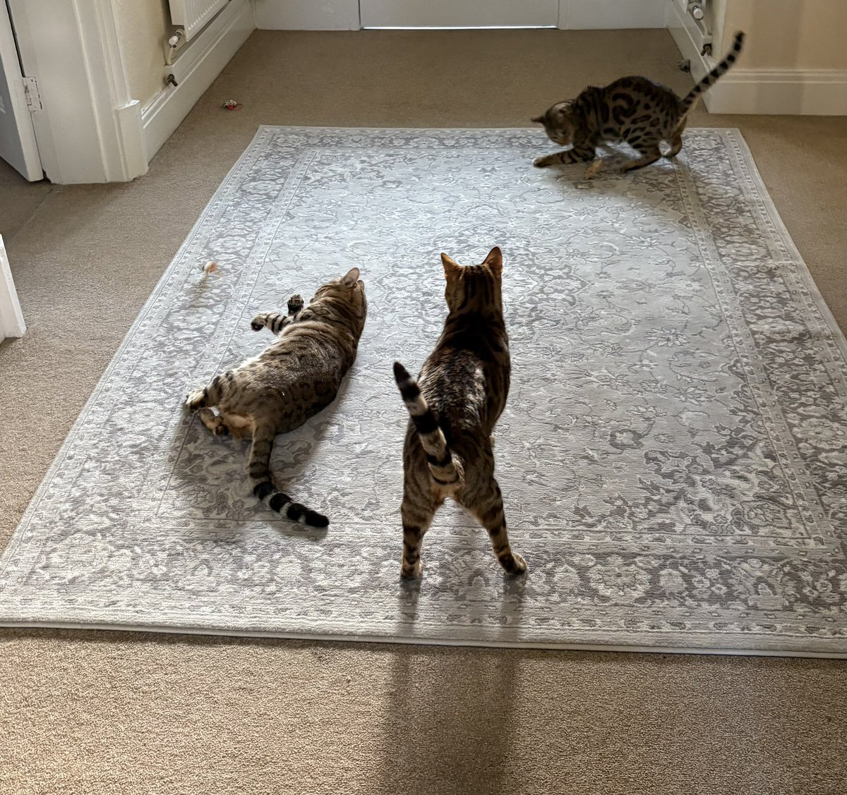 leannekeeley80's tweet photo. @PickliciousF You want to come and play. We will cheer you up Pickle 😸 https://t.co/1ncTJD88G6