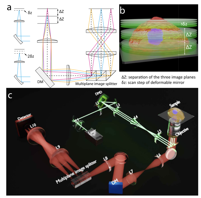 dz_gong's tweet photo. The last piece of my PhD work is online 🥳

Multi-scan structured illumination microscopy for rapid and efficient volumetric super-resolution imaging
https://t.co/tWYNtqCSyT https://t.co/PKbl57UiVk