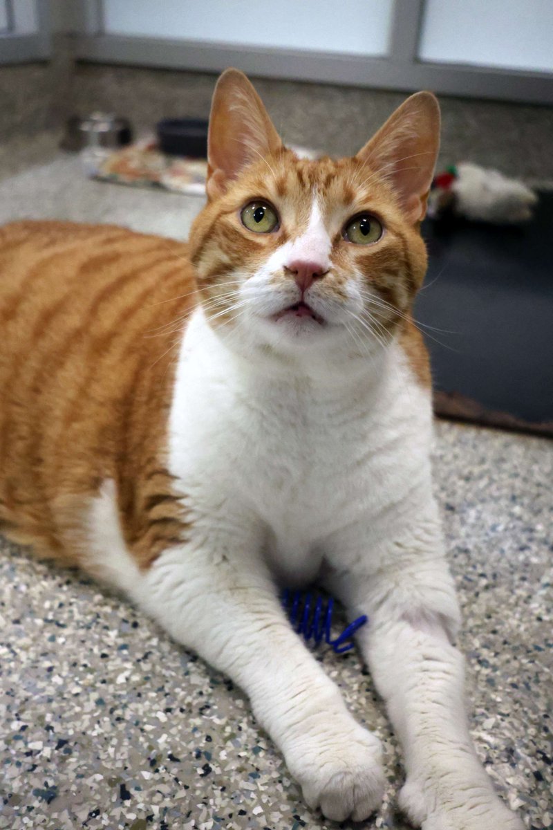 Ottawa Humane Society tweet media