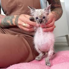 I just ate a pizza and this is now me 🐱