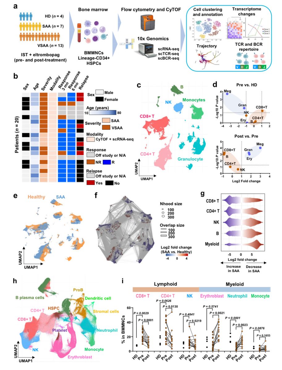 Emma M. Groarke (@emmamgroarke) on Twitter photo Excited to share our <a href="/nih_nhlbi/">NIH NHLBI</a> work led by Alice Wu in collaboration with <a href="/KingsCollegeLon/">King's College London</a> published in <a href="/NatureComms/">Nature Communications</a> using scRNAseq and CyTOF to explore pathophysiology of immune #aplasticanemia pre and post IST. nature.com/articles/s4146… <a href="/NealSYoung1/">Neal S Young M.D.</a> <a href="/bhavishap29/">Bhavisha Patel</a> <a href="/KordastiL/">Kordasti_lab</a> Excited to share our <a href="/nih_nhlbi/">NIH NHLBI</a> work led by Alice Wu in collaboration with <a href="/KingsCollegeLon/">King's College London</a> published in <a href="/NatureComms/">Nature Communications</a> using scRNAseq and CyTOF to explore pathophysiology of immune #aplasticanemia pre and post IST. nature.com/articles/s4146… <a href="/NealSYoung1/">Neal S Young M.D.</a> <a href="/bhavishap29/">Bhavisha Patel</a> <a href="/KordastiL/">Kordasti_lab</a>
