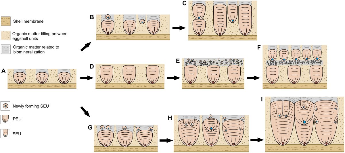Science Magazine (@sciencemagazine) on Twitter photo Biomineralization—not fossilization—helped maniraptoran dinosaur eggs form unique secondary structures. scim.ag/43ZLgHF <a href="/ScienceAdvances/">Science Advances</a> Biomineralization—not fossilization—helped maniraptoran dinosaur eggs form unique secondary structures. scim.ag/43ZLgHF <a href="/ScienceAdvances/">Science Advances</a>