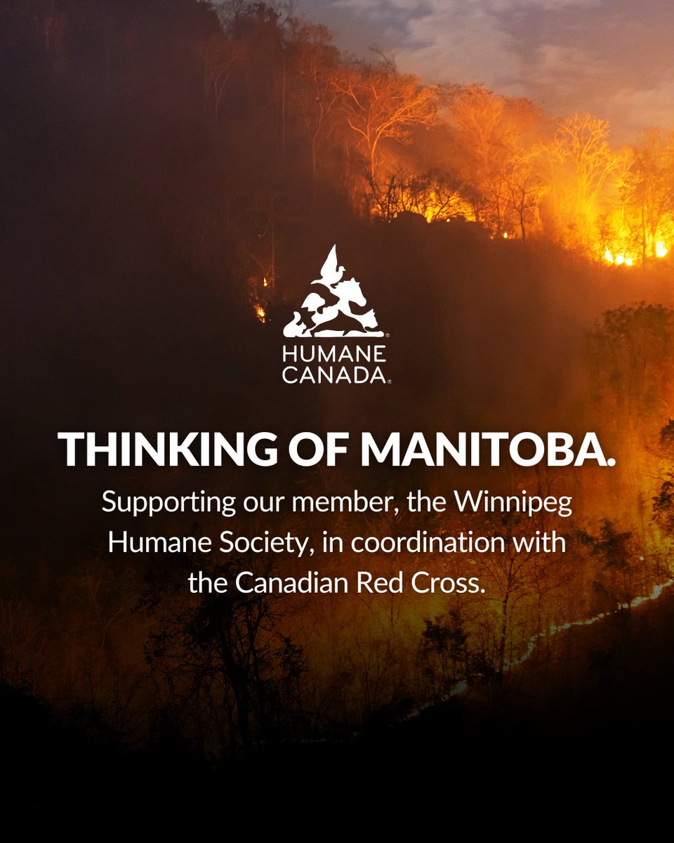 Humane Canada (@humanecanada) on Twitter photo The Manitoba wildfires are a painful reminder: disasters impact everyone—including animals.
We’re supporting @winnipeghumane & <a href="/redcrosscanada/">Canadian Red Cross</a> to help animals and their people get the care they need during this crisis.
Learn more: humanecanada.ca/en/national-an… The Manitoba wildfires are a painful reminder: disasters impact everyone—including animals.
We’re supporting @winnipeghumane & <a href="/redcrosscanada/">Canadian Red Cross</a> to help animals and their people get the care they need during this crisis.
Learn more: humanecanada.ca/en/national-an…
