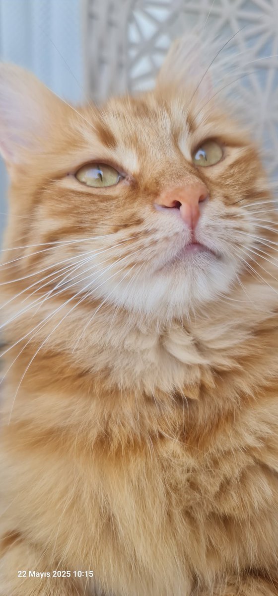 Kedi ,herkesin ihtiyacı olan bir varlık, her vatandaşın bir kedisi olması lazım, kedisiz ev düşünemiyorum ,kedisiz mahalle olmaz.@