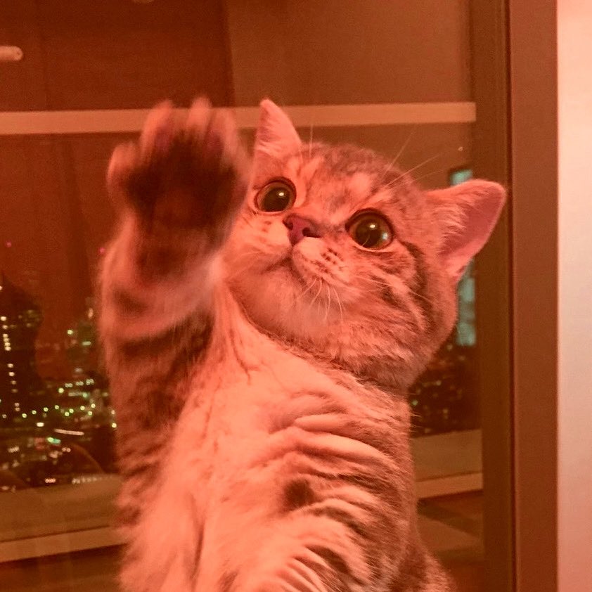 omar as cats 🐈⬛ tweet media