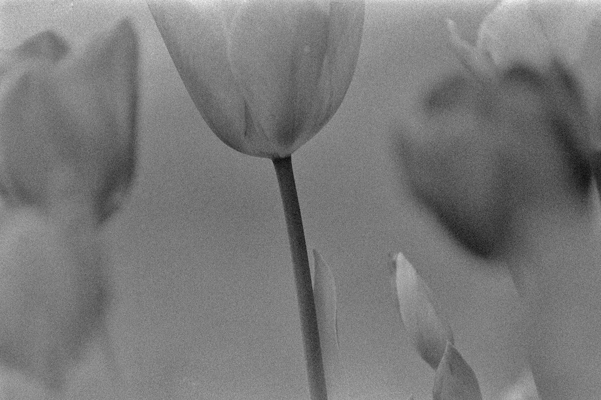 filmvoice1's tweet photo. flowers🌷
#film #OLYMPAS
DELTA400 +F.ZUIKO AUTO-S 50 +filter https://t.co/oytxdlfUAt