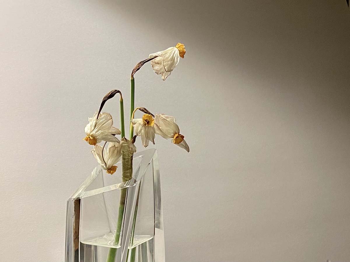 pondaroski's tweet image. 20250522 Still Life Of Dying Poet's Daffodils, Jacksonville, NY. Z.
#thepurposeportfolio
#grieving
#lostlovedones
#tears
#time
#chiaroscurolight
#artishard
#stilllife
#daffodils
#spring
#may
#coincidentaltourist
#JoeZBigAdventure
#pondaroski
#JoeZiolkowski