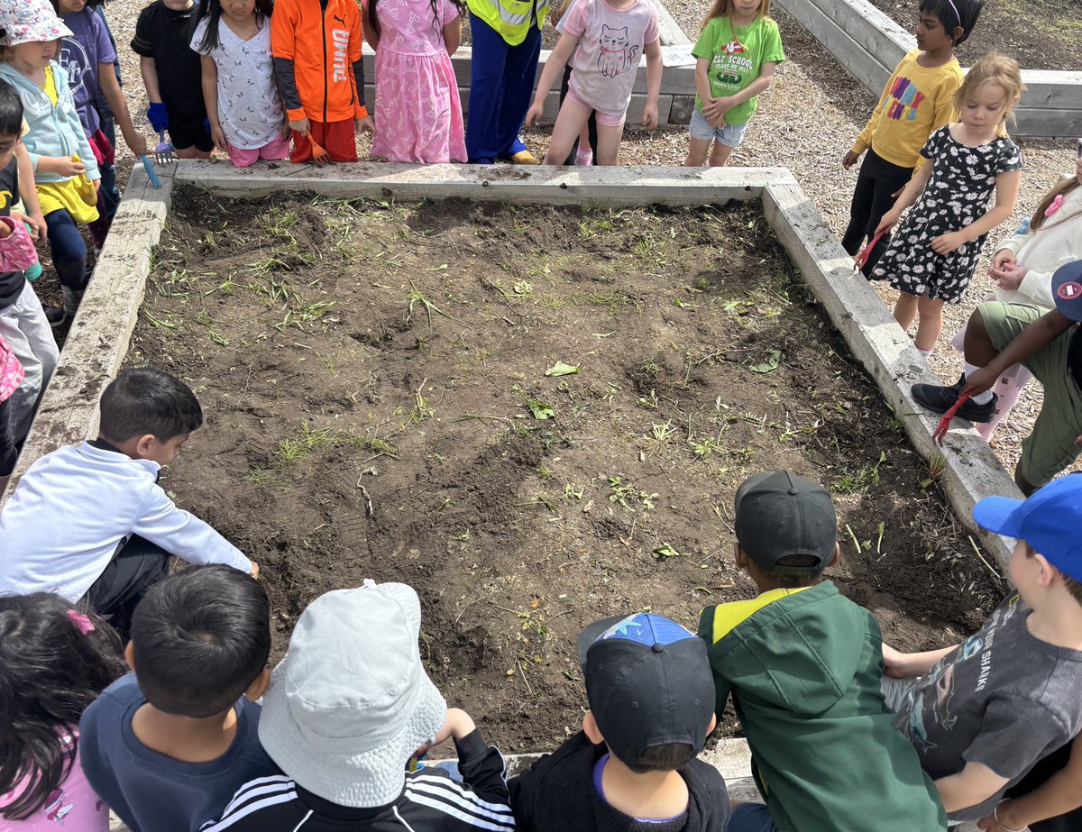 MsMelissaOCSB's tweet photo. Digging in and growing green thumbs! 🌱🌻 Our kinder-gardeners are learning and having a blast! Working together, getting their hands dirty! We look forward to watching our garden grow! #ocsbEco #ocsbOutdoors #ocsbKindergarten #ocsb @BernadetteOCSB https://t.co/0aP1ZqsSyy