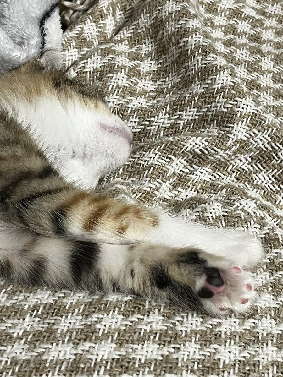 твітер працює жахливо, але не можу не попросити вас підтримати збір для піхоти
натомість показую ще більше різнокольорових котячих лапок!!

🫙: send.monobank.ua/jar/8QcXVPPZym

x.com/tsivilna_ua/st…