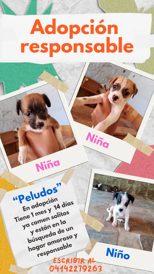 #VallesDelTuy
Se necesita hogar responsable para estos bellos 
perritos.🤍♥️🧡
Favor difundir🙏🏼
Gracias🤗🇻🇪🌻🐶🐶🐶

Están ubicados en los valles del tuy, pero si eres de ccs podemos coordinar🐾

Número de contacto: 04142279263