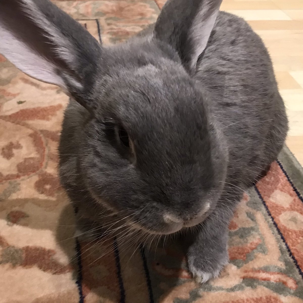 rocky_mikey's tweet photo. Goods evenings Bunpals i’s feeling hoppie today, my’s bak legs is bofe working tonight which is goods an i’s got new hays #bunob https://t.co/udeiZc4lds
