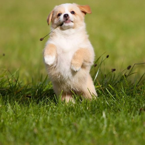 AngelGem (devarc) tweet media