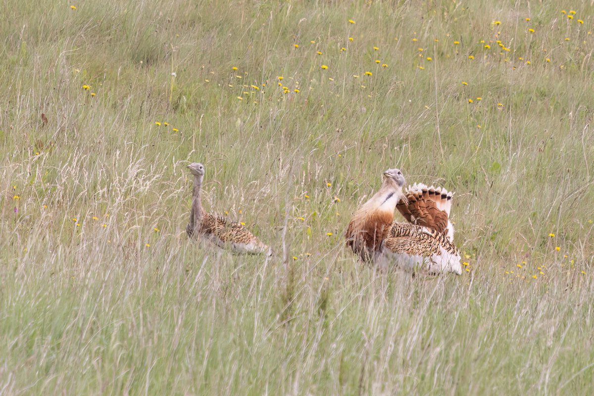 Great day watching these Great Bustards in Wiltshire, reintroduction project #greatbustardgroup #birdphotography #BirdsOfTwitter #birdwatching #BBCWildlifePOTD #nature #NaturePhotography #wildlifephotography #wildlife #TwitterNatureCommunity #twitterbirds #BirdTwitter