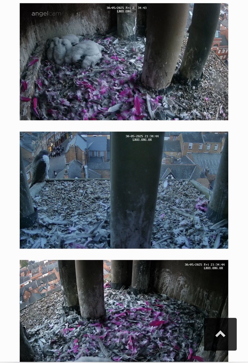hele30740's tweet photo. Can anyone help? I’m just watching the young Peregrines at Leicester’s Cathedral, does anyone know what bird these pink/purple feathers are from? 😳☺️🐦 @RSPBEngland @BBCSpringwatch @BBCLeicester #Leicester https://t.co/upextFF7MW