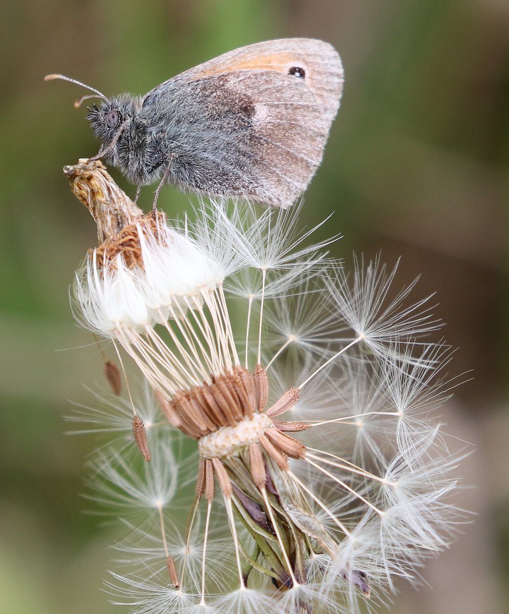 Thrilled to find a Chequered Skipper on Mull within an hour of landing there along  one of our favourite walks for butterfly spotting on the island near Fishnish.  Also a Small Heath and a few flighty Common Blue and a single Fritillary species.