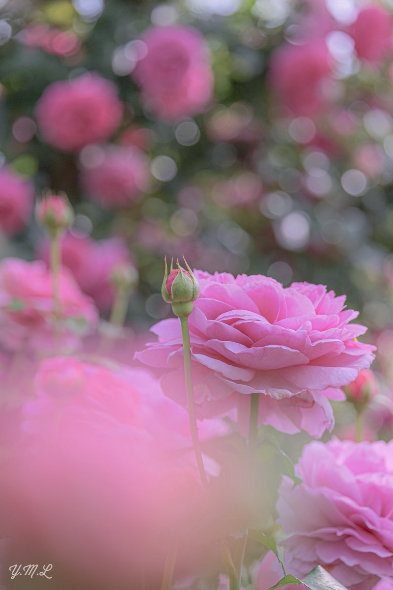 『織り成す薫り🌹』

#イングリッシュガーデン
#ガーデンネックレス横浜
#ガーデンネックレス横浜2024
#GREENEXPO2027
#LUMIXs5
#YOKOHAMA
#横浜
#ファインダー越しの私の世界
#カメラ好きな人と繫がりたい 
#写真好きな人と繋がりたい
#TLを花でいっぱいにしよう