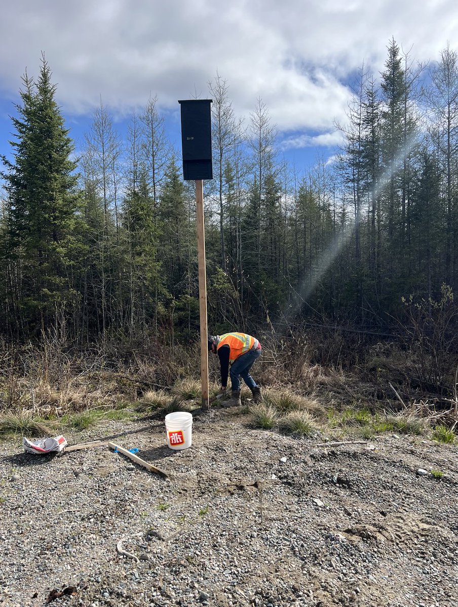 CanadaNickel's tweet image. Canada Nickel is installing 40+ bat boxes across the Timmins Nickel District to support local biodiversity. Built from recycled core boxes, the shelters will benefit native species like the Hoary Bat, Little Brown Myotis, and more.