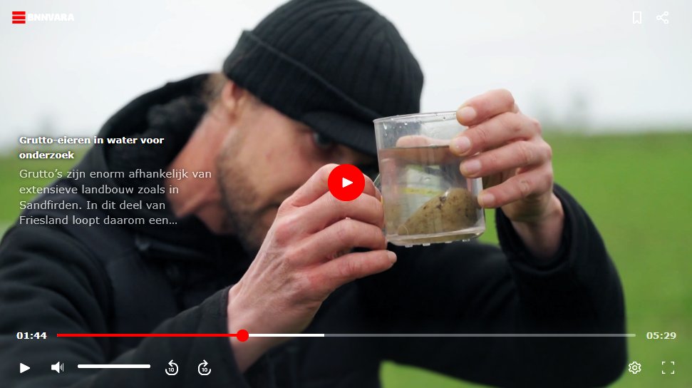 In het Friese Sandfirden loopt een langjarig en enorm uitgebreid #grutto-onderzoeksproject van de RUG. Onderzoekers Egbert van der Velde en Natsja Zijlstra gebruiken daarbij een bijzondere methode om het uitkomen van de eieren te voorspellen. tinyurl.com/5n6nstmc