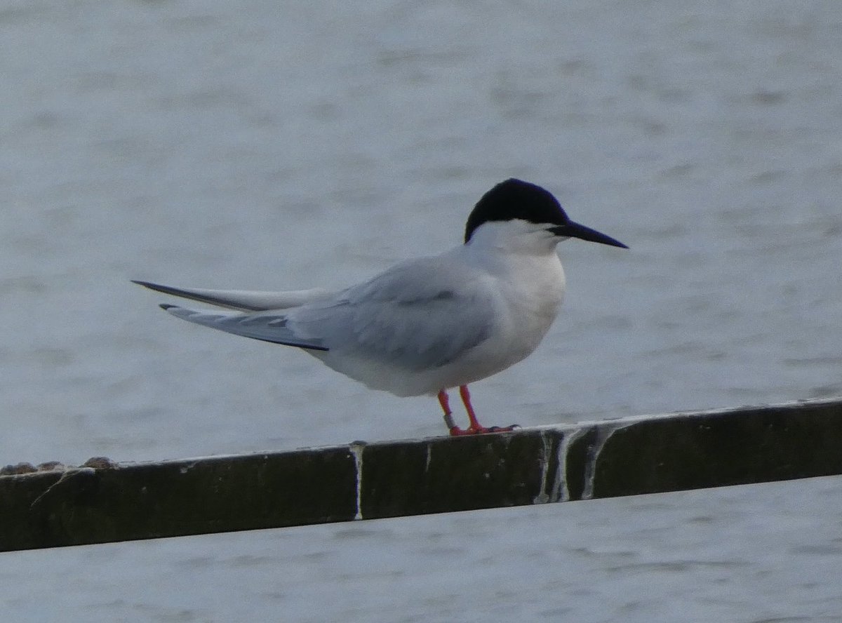 Steve Groves (@swannerysteve) on Twitter photo Connected with the Roseate Tern this evening <a href="/DorsetSwannery/">Abbotsbury Swannery</a>, that <a href="/Joe_stockwell/">Joe Stockwell</a> found earlier. The 3 (2cy) Little Gulls all still present too. <a href="/DorsetBirdClub/">Dorset Bird Club</a> <a href="/CWPhoto11/">Charlie Wheeler Photography</a> <a href="/kbutler1978/">kevin butler</a> Connected with the Roseate Tern this evening <a href="/DorsetSwannery/">Abbotsbury Swannery</a>, that <a href="/Joe_stockwell/">Joe Stockwell</a> found earlier. The 3 (2cy) Little Gulls all still present too. <a href="/DorsetBirdClub/">Dorset Bird Club</a> <a href="/CWPhoto11/">Charlie Wheeler Photography</a> <a href="/kbutler1978/">kevin butler</a>