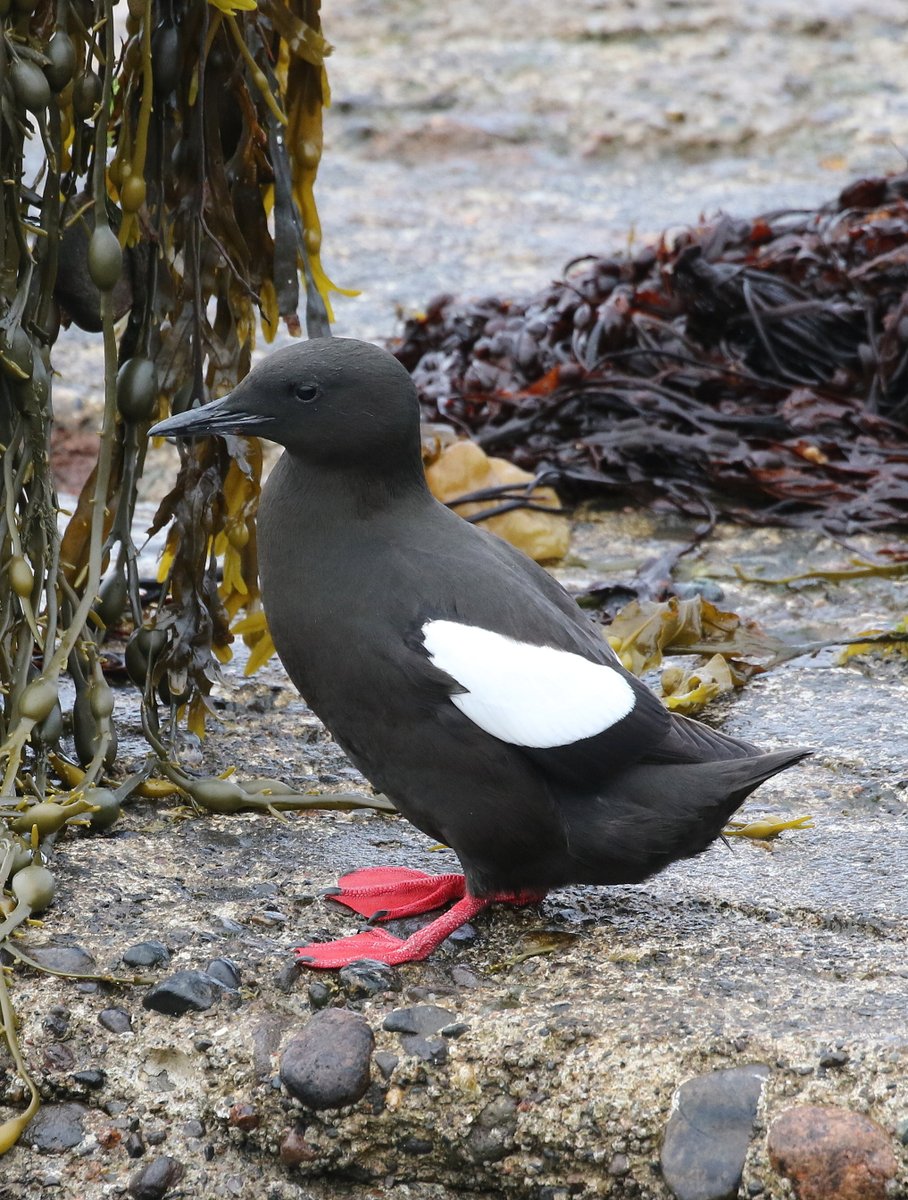 Could not resist a visit to the Black Guillemots in Oban.