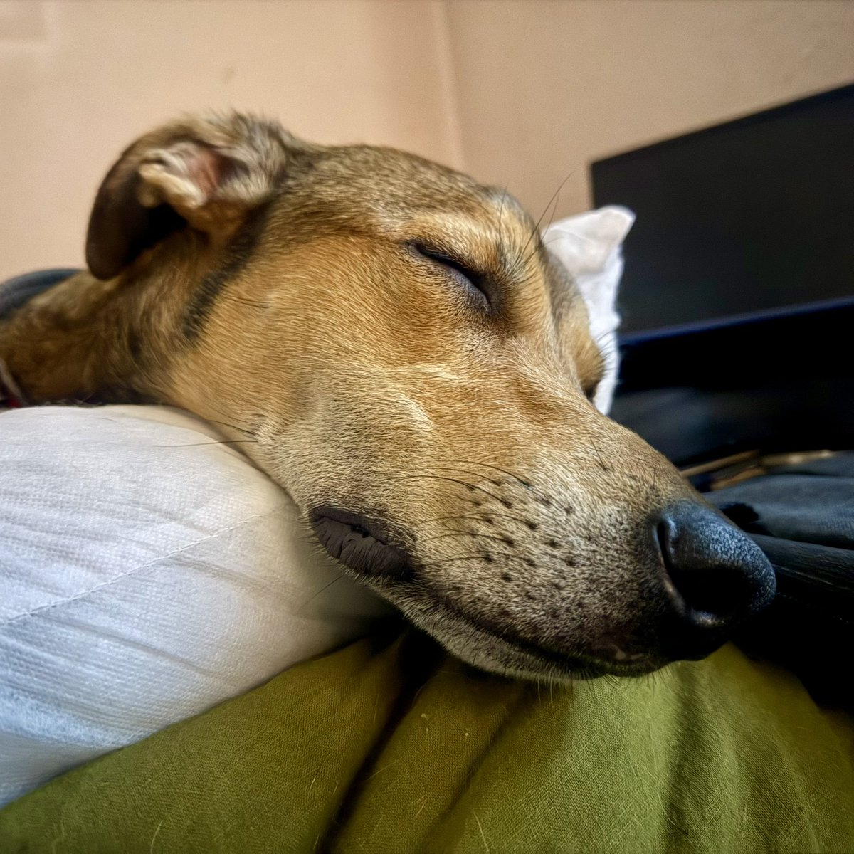 esarty's tweet image. The face of someone who, instead of their usual 6 hours asleep on the sofa, spent all day mithering me to stop working on the garden and throw his toys around. 

#DoneIn