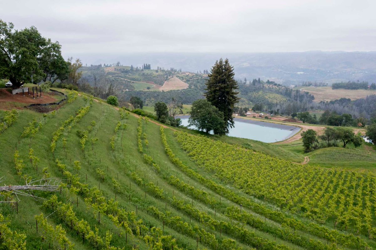 Jason (@cono_sur) on Twitter photo A new type of investor is buying up #California wineries. Here’s why it’s controversial buff.ly/ayjHm7y via @SFChronicle <a href="/CalifWines_US/">California Wines</a> #wine #biz #PrivateEquity A new type of investor is buying up #California wineries. Here’s why it’s controversial buff.ly/ayjHm7y via @SFChronicle <a href="/CalifWines_US/">California Wines</a> #wine #biz #PrivateEquity