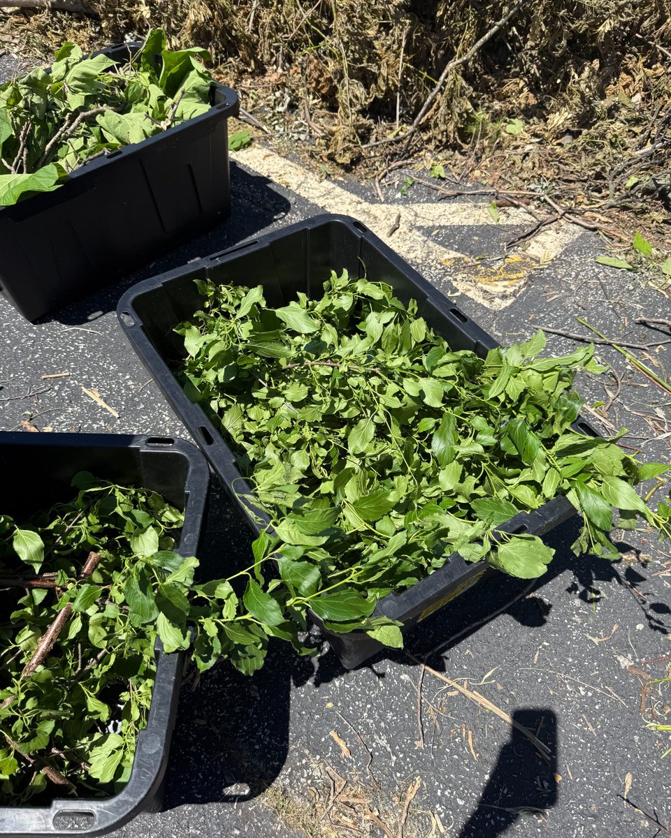 After the recent storm brought down hundreds of trees in the Zoo, keepers got to work to make the most of the debris! 🌿🍃

Our nutrition team collected more than 1,000 pounds of leaves from fallen limbs to be used as snacks and enrichment for the animals for months to come!