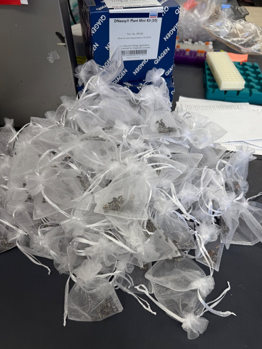 Karan Chahal, PhD ๐๐ณ๐ฌ๐งซ๐งฌ๐งช๐ (@karan_plantpath) on Twitter photo The Michigan study will also kick off next week! Excited to see sclerotia degradation in the soil in action! <a href="/MartinChilvers1/">Martin Chilvers</a> <a href="/AG__McCoy/">Austin McCoy</a> The Michigan study will also kick off next week! Excited to see sclerotia degradation in the soil in action! <a href="/MartinChilvers1/">Martin Chilvers</a> <a href="/AG__McCoy/">Austin McCoy</a>