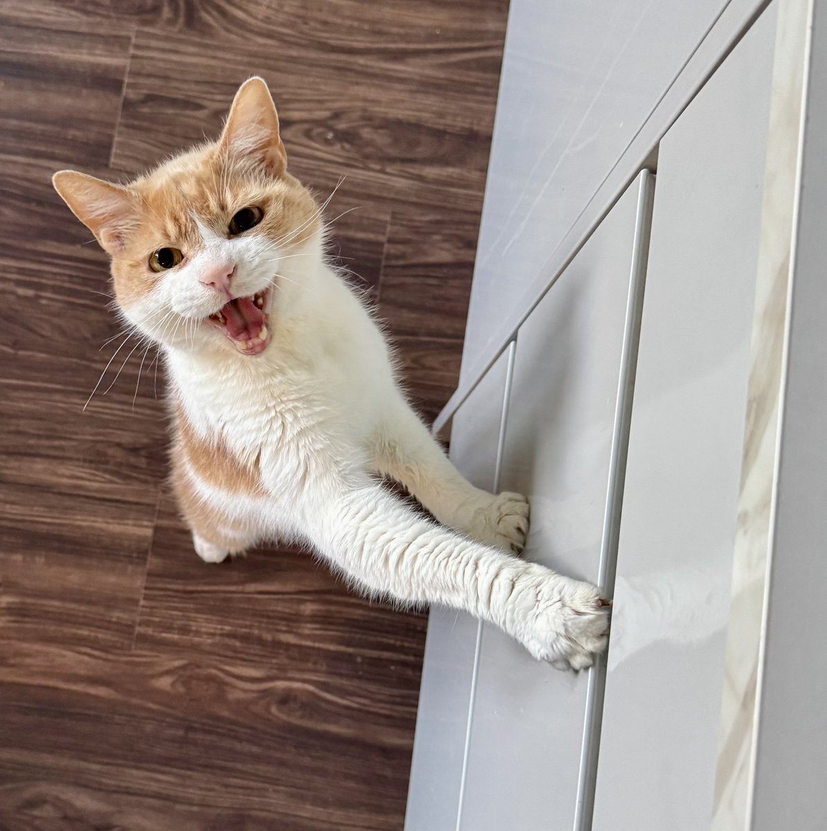 Monkey is 18, and definitely enough to buy fags.