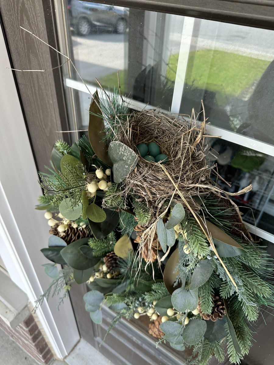 知更鸟在家门口筑巢了