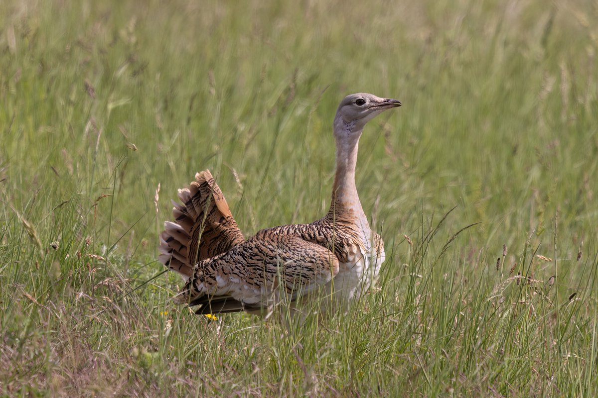 Great Bustard (f) Wiltshire UK #greatbustardgroup #birdphotography #BirdsOfTwitter #birdwatching #BBCWildlifePOTD #nature #NaturePhotography #wildlifephotography #wildlife #TwitterNatureCommunity #twitterbirds #BirdTwitter #naturelovers #BirdsSeenIn2025 #BirdsOfX #NatureLovers