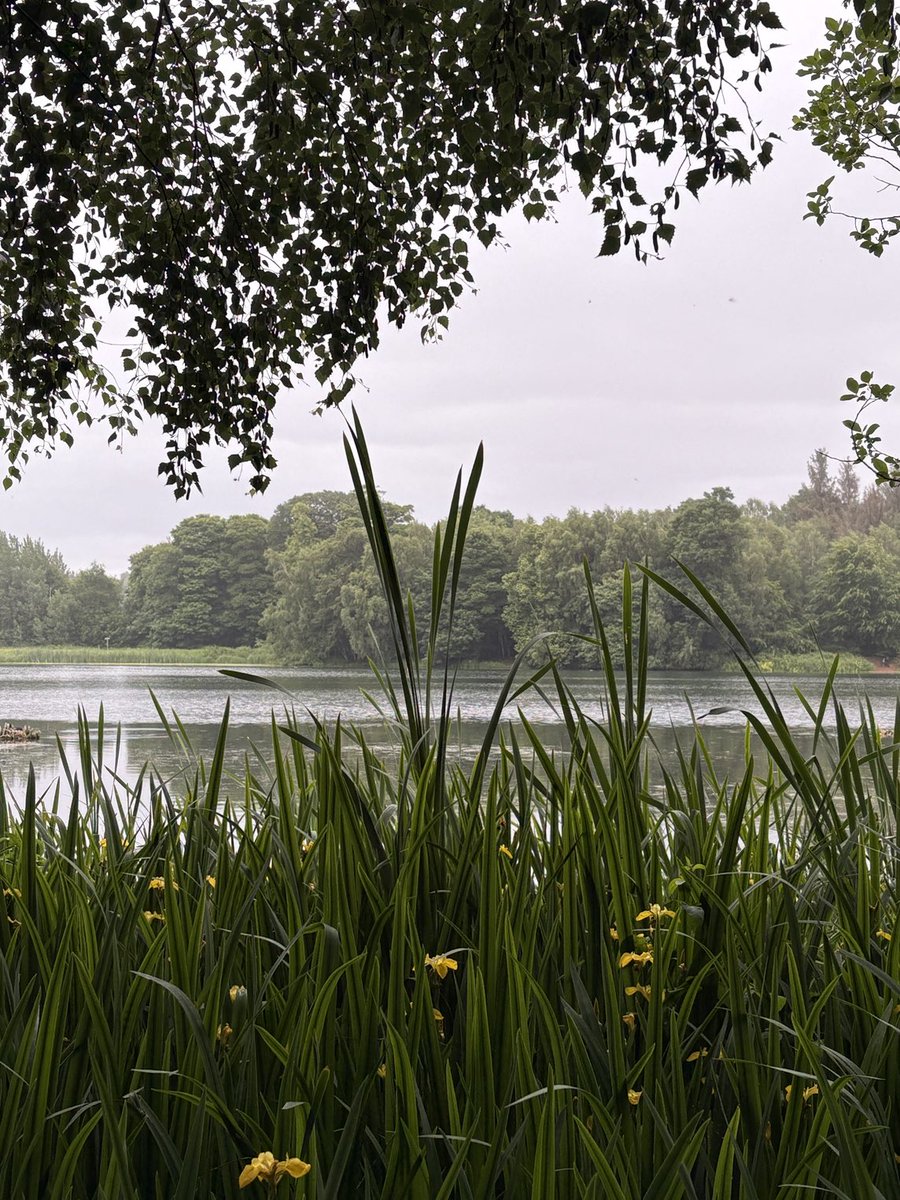 Beautiful even  in the drizzle ☔️ 🌧️ ⁦<a href="/NTClumberPark/">Clumber Park, National Trust</a>⁩