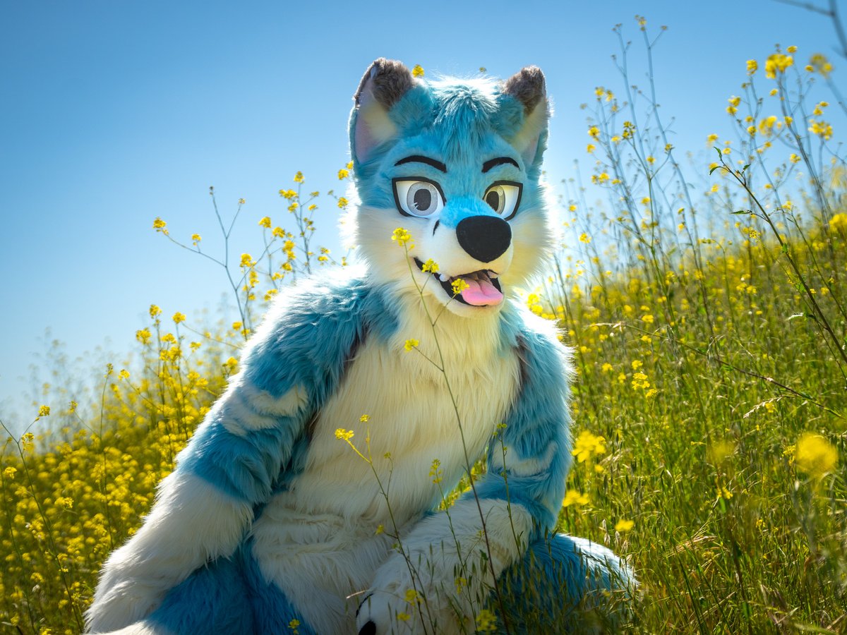 last bloom of spring 🌼 

📸: <a href="/Hysumek/">Hysumek</a> 
🧵🪡✂️: <a href="/wolf_daz/">Daza 🔮 GOH BKB</a> 

#FursuitFriday