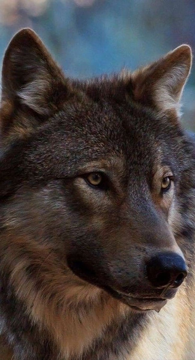 Wolf (@wolflope) on Twitter photo 