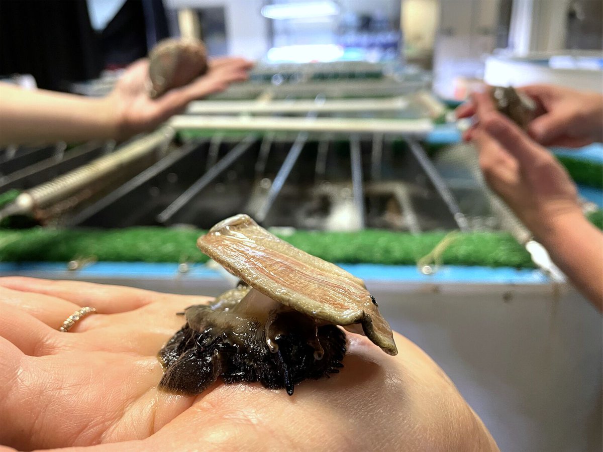 lighthawk_org's tweet image. #PilotViewFriday 
Meet Michiko Saylor, an incredible LH volunteer pilots helping save one of the ocean’s most endangered species—the white abalone.

She's flown multiple missions, transporting millions of abalone across California to support recovery efforts. Michiko, thank you!